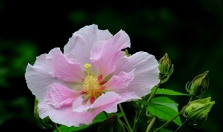 刚买的芙蓉花怎么养护（刚买的芙蓉花怎么养护视频）