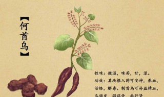 何首乌加黄苓的功效与作用 何首乌加黄苓的功效与作用及禁忌