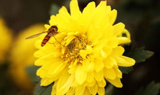 菊花的功效与作用及禁忌 玫瑰花的功效与作用及禁忌
