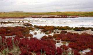 盐碱地适合种什么（盐碱地适合种什么树）