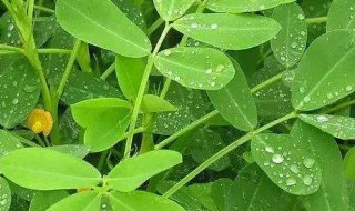 沙地适合种什么（沙地适合种什么果树）