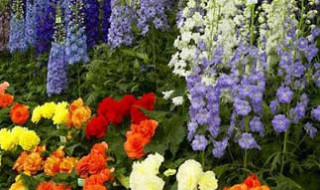 室内适合种什么花（室内种什么花最好）