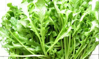 春天适合种什么菜（春天适合种什么菜图片）