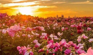 广东适合种的花 广东适合种花椒树吗