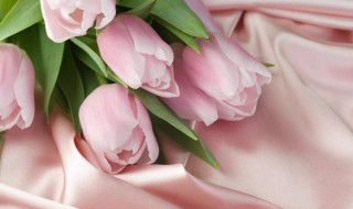 发了芽的郁金香怎么种 发芽的郁金香怎么种植