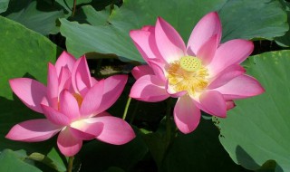 荷花香什么季节（荷花香什么季节最香）