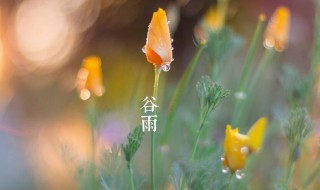 谷雨下一个季节是什么 谷雨下一个季节是什么季节