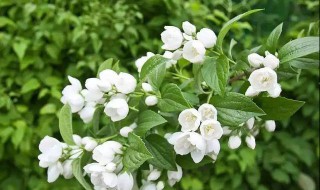 茉莉3月份怎么养护 茉莉3月份怎么养护视频