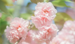 樱花春天怎么养护 樱花春天怎么养护最好