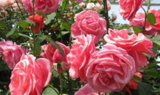 月季花养多长时间会开花 月季花要多久才能长大