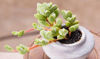 碧玉莲多肉植物怎么养护(碧玉莲多肉的养殖方法和注意事项)