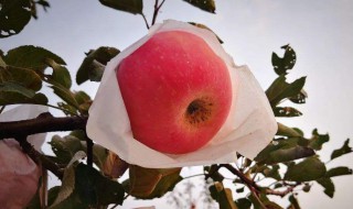 苹果需要什么化肥（苹果需要什么肥料）