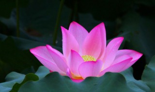 莲花是怎么开花的（莲花是怎么开花的图片）