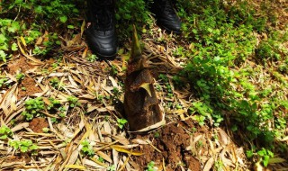 竹笋什么时侯挖(竹笋什么时侯挖最好)