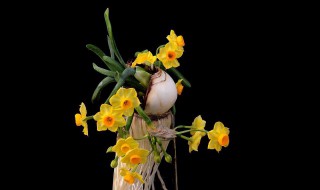 水仙花怎么收头（水仙花怎么收种）