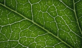 叶绿素分解后是什么 叶绿素的分解与什么因素有关?