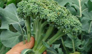 西兰花菜叶怎么吃（西兰花菜的叶子能吃吗）