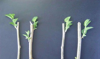 葡萄仟插什么时候 葡萄什么时候插扦