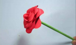 玫瑰花枝怎么做种 玫瑰花枝怎么做种子视频