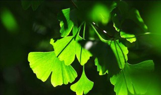 绿艾青描述了什么（艾青的《绿》描写了什么）