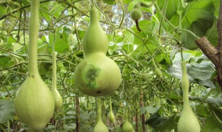 种植的葫芦怎么保存（种植的葫芦怎么保存最好）