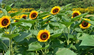 向日葵花还叫什么花 向日葵花还叫什么花名