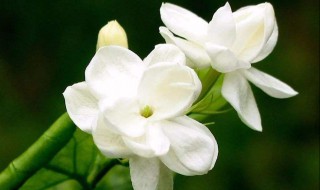 栀子花属于什么类（栀子花属于什么类型的植物）