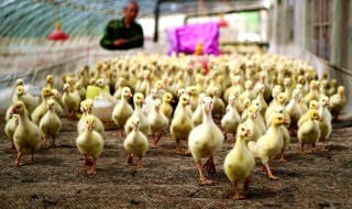 雏鹅怎么区分品种（雏鹅怎么区分公母）