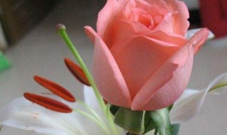 玫瑰花枝怎么接种（玫瑰花枝条怎么种）