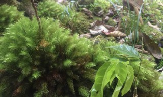 海草怎么种的 海草怎么养才能养的好