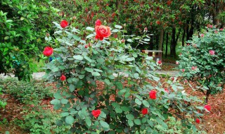 玫瑰花树怎么插活 玫瑰花树怎么插活的