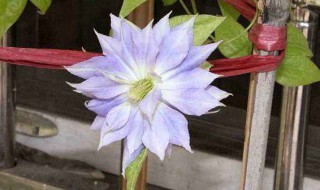 铁线莲怎么种 铁线莲怎么种植