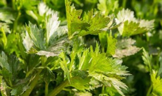 在家芹菜怎么种植 在家芹菜怎么种植的