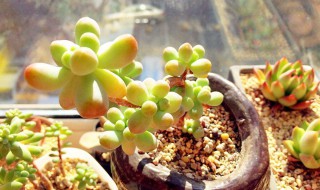 多肉幼株怎么种 多肉幼苗怎么种植