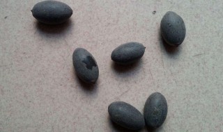 睡莲种子怎么土培（睡莲种子需要种土里吗）