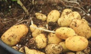 土豆怎么在花盆种（土豆怎么在花盆种植）