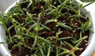 怎么样播种太阳花 怎么样播种太阳花种球视频