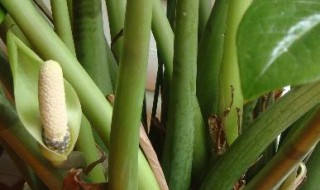 金钱树怎么会开花 金钱树怎么会开花结果