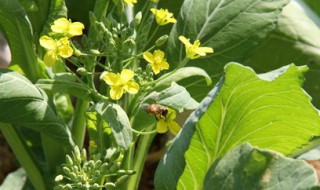 花菜心怎么处理 花菜心怎么处理好吃