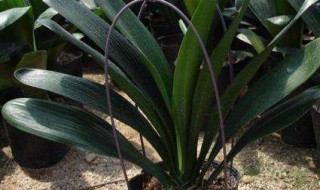 怎么给花补氮肥 怎样给花补充氮肥