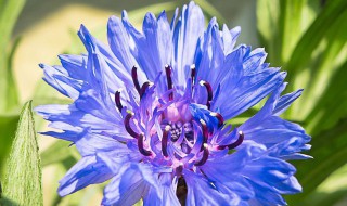 怎么养矢车菊 矢车菊怎么养活