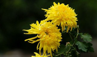 菊花冬天怎么换盆（菊花冬天怎么换盆最好）