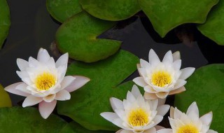 睡莲怎么养容易开 睡莲怎样才能开花