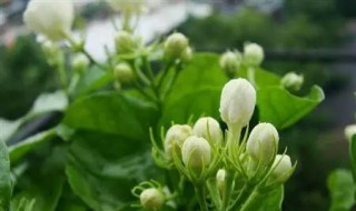 怎么管理茉莉花（怎么管理茉莉花种子）