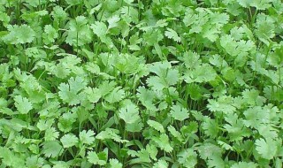 秋天适合种什么(秋天适合种什么蔬菜?)