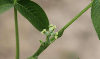 花的雌雄怎么分辨 花的雌雄怎么分辨图片