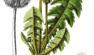 蒲公英根茶怎么制作窍门(蒲公英根茶怎么制作窍门图片)