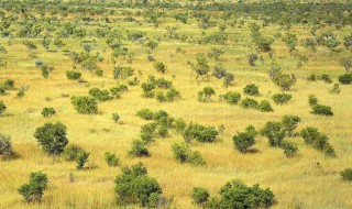 热带草原长什么样（热带草原有什么草）