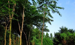 香椿树长什么样(香椿树长什么样能摘)