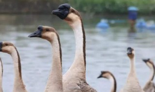 肉鹅下蛋吗 肉食鹅下蛋吗